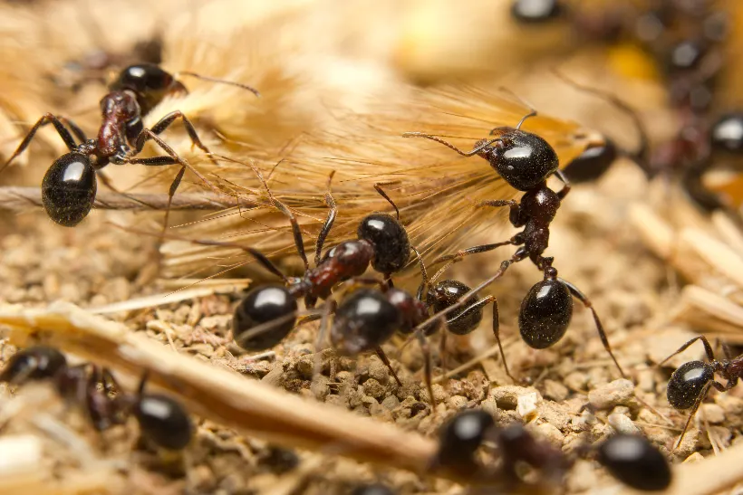 Hormigas de jardín